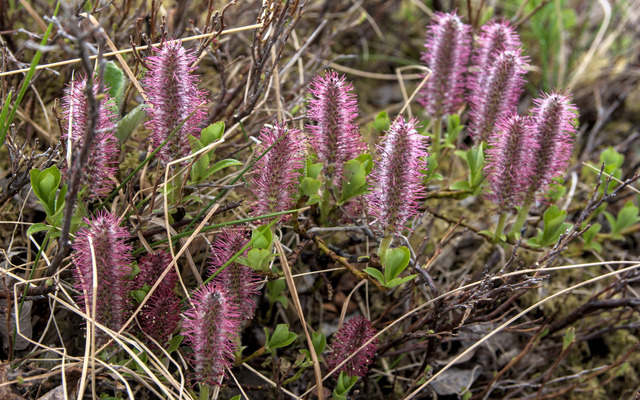  Arctic willow