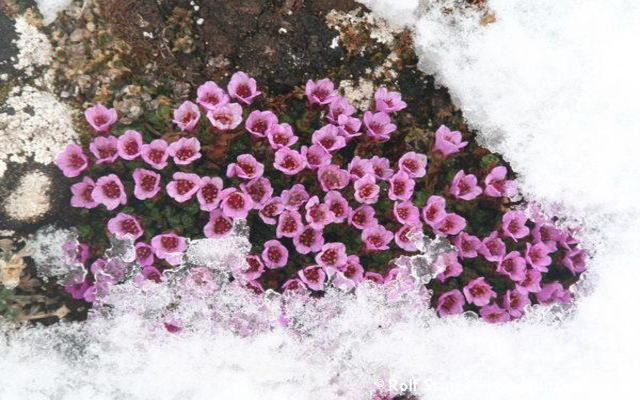  Many plants go dormant in winter