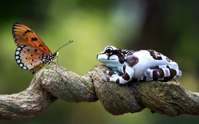  Amazon rainforest ecosystems