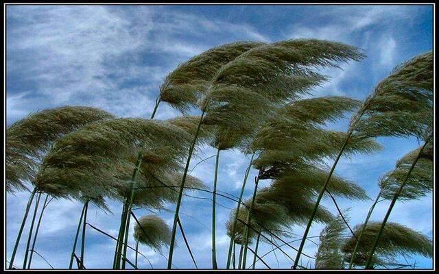  Windy days: The best weather for photography