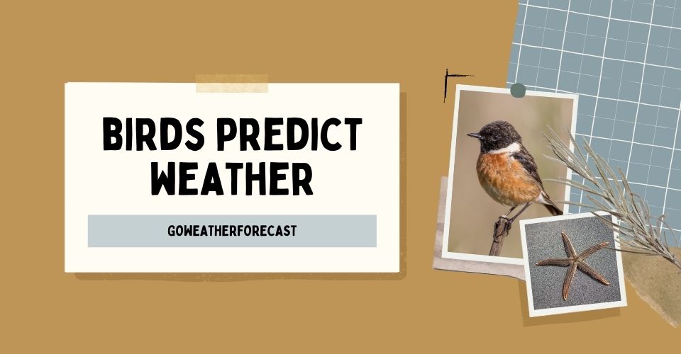  Can birds predict bad weather?