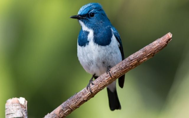  Birds and weather predicting