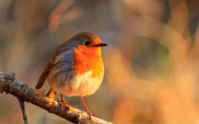  Can birds predict the weather?