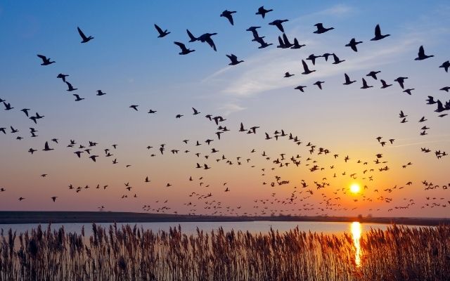  Unusual migration of birds