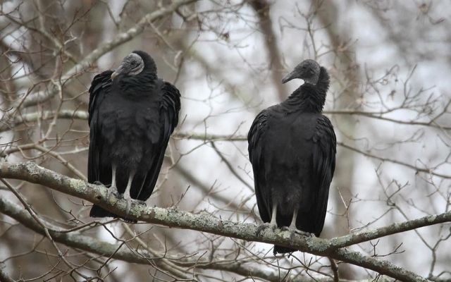  Spooky silence of birds may predict weather