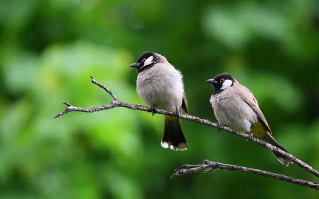  How does bird predict the weather?