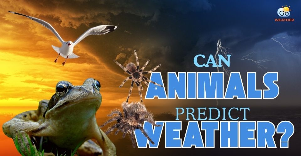 Can some animals predict the weather?