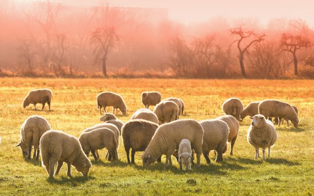  Sheep huddle up before rain or snow