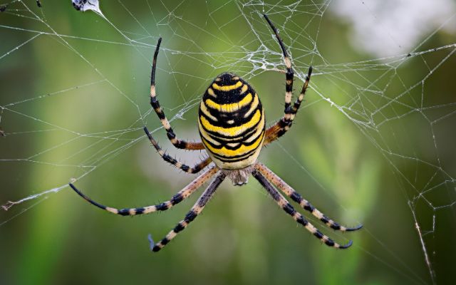 Spiders may reflect changes in environmental conditions