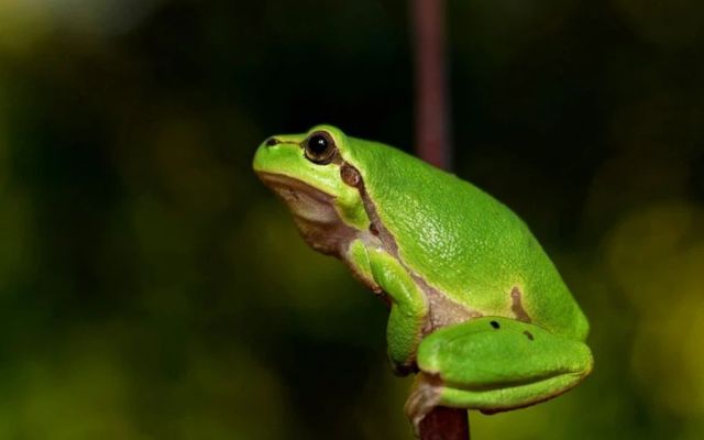  Frogs & toads may predict the weather