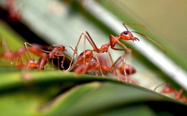  Ants can predict the weather