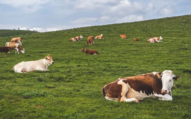  Cows can predict the weather