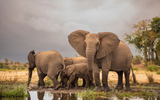  Elephants can give weather prediction