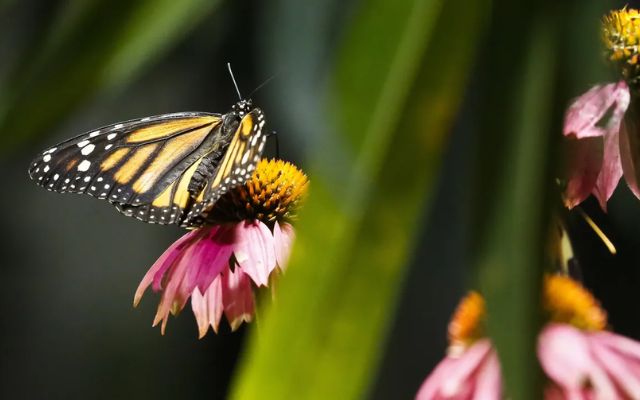  Bees and butterflies to predict the weather