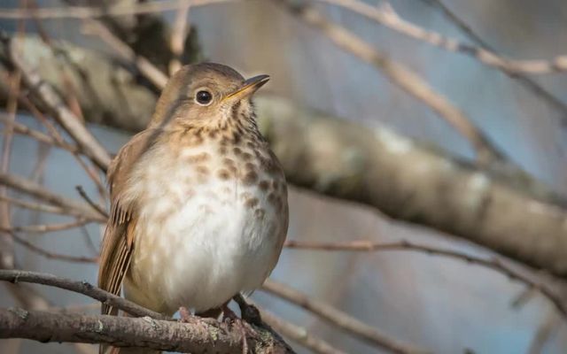  Birds may also predict the weather