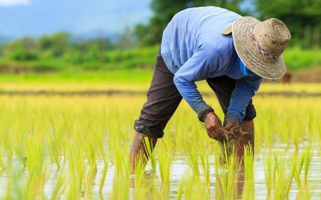  Farmers know when to plant or harvest their crops