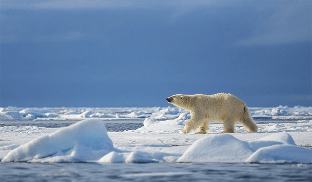Disney to produce climate change film on Svalbard early 2021