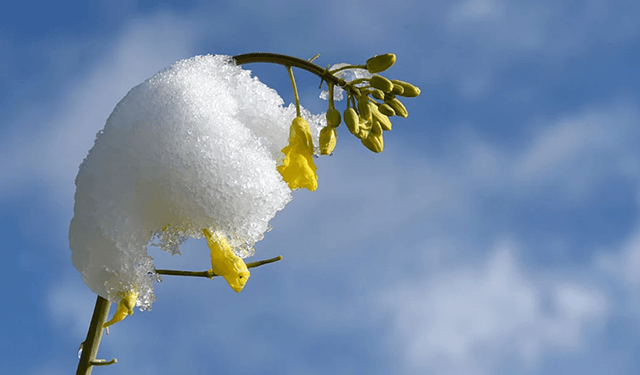 Warmest Winter Recorded for Some Typically Cold Locations in Lower 48