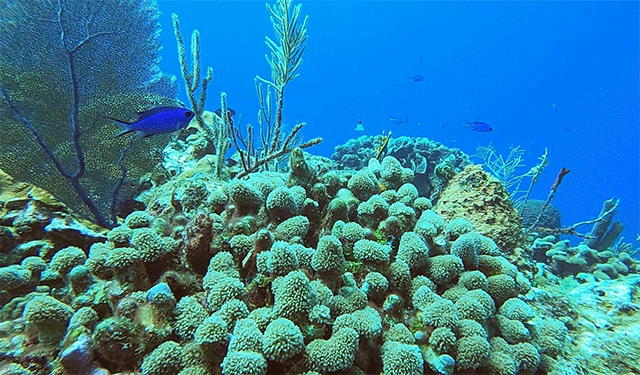 Marine species affected by climate change