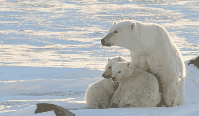 Climate Change Forces Polar Bears to Eat Seabird Eggs