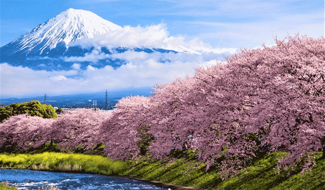 Japan Sees Early Cherry Blossoms. What’s the Cause?