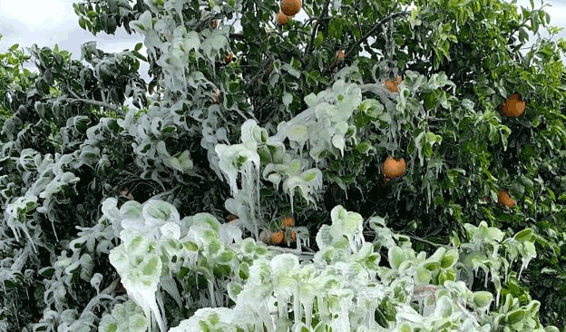 Crop losses for citrus growers can occur due to Cold snap deep in Texas