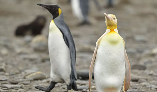 A "never before seen" yellow penguin sighted in South Atlantic