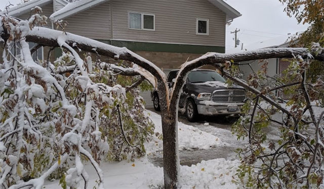 Severe Manitoba Snowstorm Snaps Trees, Closes Schools, & Shuts Highways