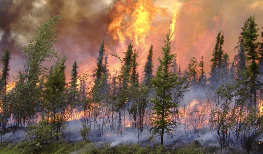 Boreal forests in America fire more often than in 60 years ago