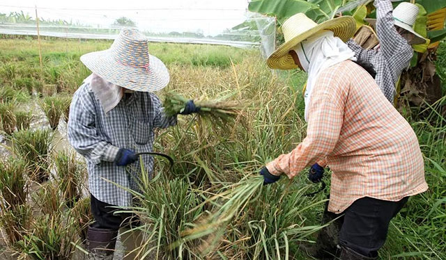 Thai Drought Threatens the World's Supply of Rice and Sugar