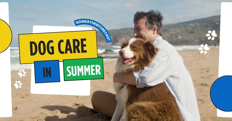 How to Care for Your Dog in Hot Weather to Keep Them Safe? [7 Tips]