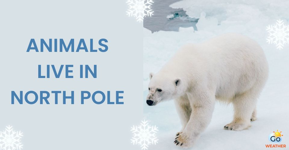 What Kind of Animals Live in the North Pole? Top Arctic Animals