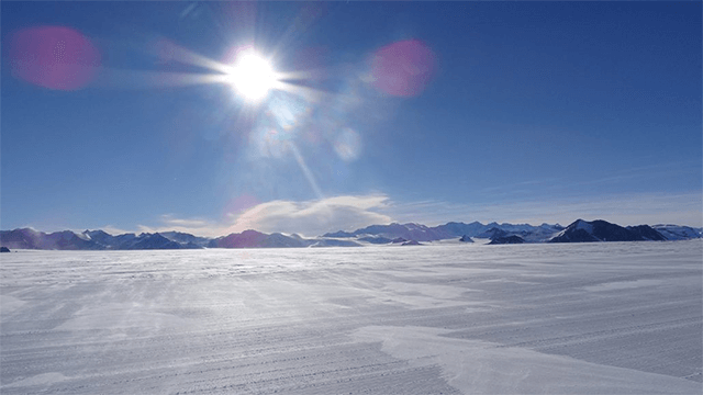 what lives at the south pole