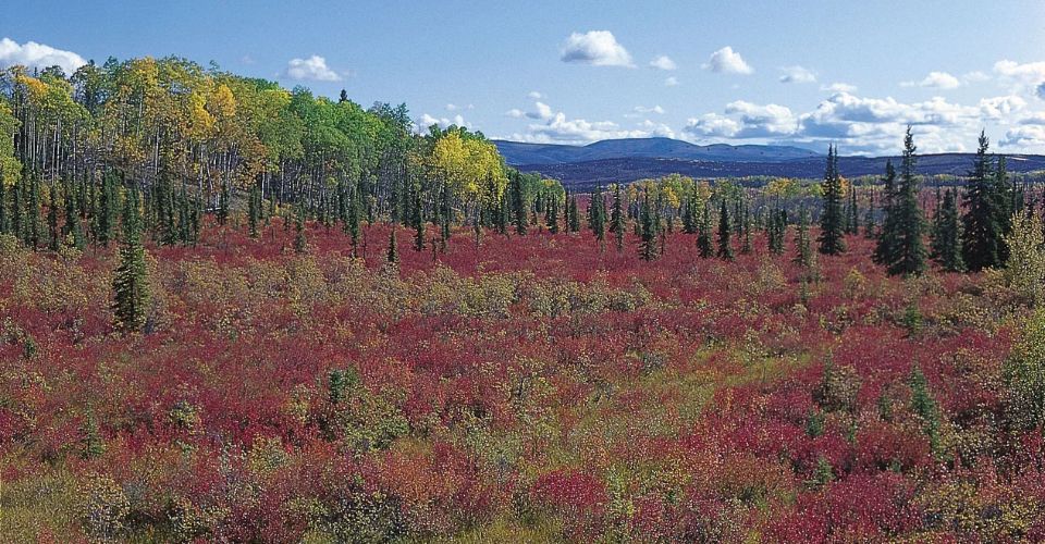 Boreal forests in North America
