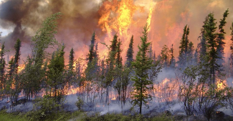 North America’s boreal forests are burning a lot