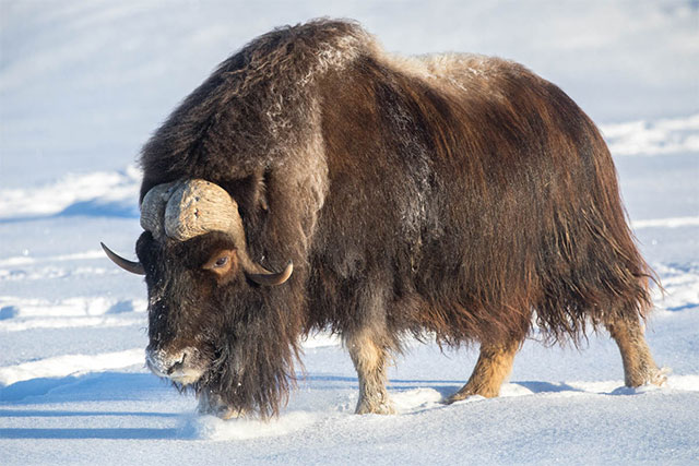 Arctic facts: What kind of animals live in the North Pole region?