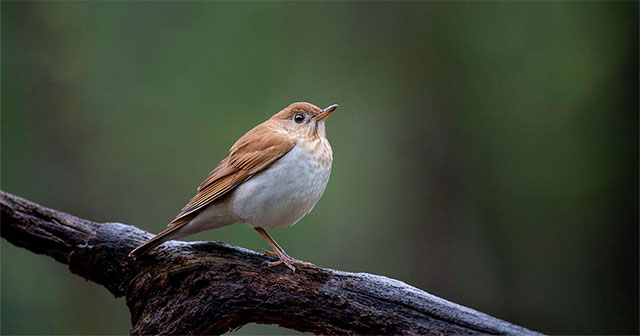 Birds Predict Weather