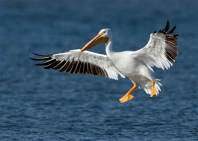 Birds Predict Weather