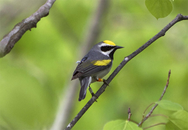 Birds Predict Weather