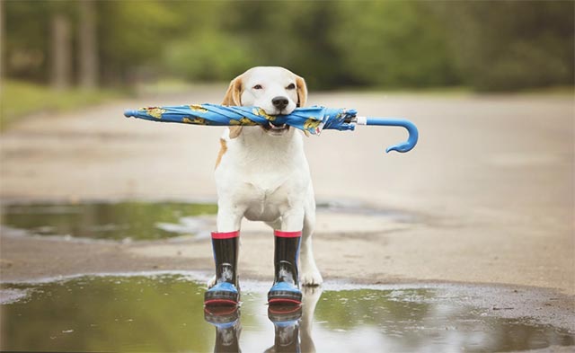 Can animals predict the weather