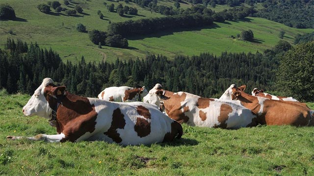 Can animals predict the weather