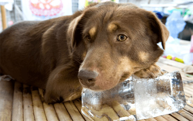 How to care for your dog in hot weather