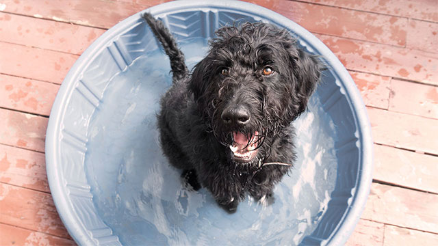 How to care for your dog in hot weather