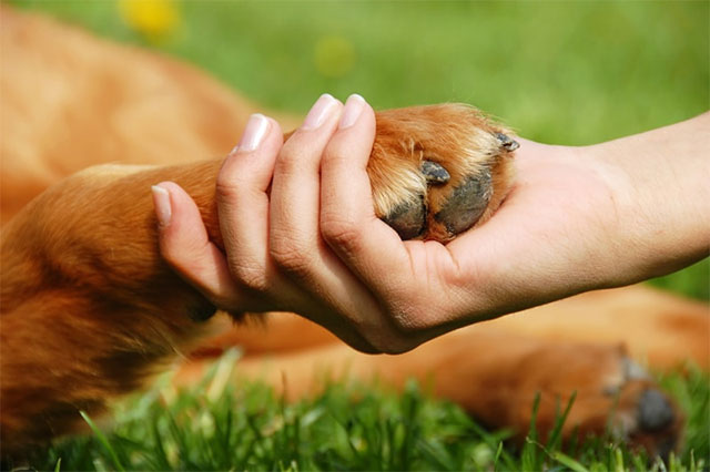 pet care in hot weather